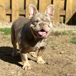 French Bulldogs from Malandro French Bulldogs