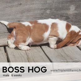 Boss Hog - Red and white male Basset Hound puppy in Jefferson City, Missouri from Triple Hill Farm