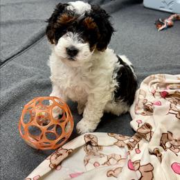 Jessie - Black and white female Aussiedoodle puppy in Conklin, Michigan from Lake Michigan Couture Cavapoos & Cockapoos