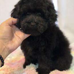 Pretzel - Black female Maltipoo puppy in San Diego, California from Maltipoos SD