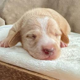 Sam - Cream male Dachshund puppy in Franklin, Tennessee from Wendy's Weenies