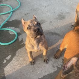 Cane Corso Puppies from Bayou Cane Corso
