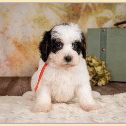 Pete - Black white and tan male Cockapoo puppy in Connersville, Indiana from Deaz Doodle Ranch