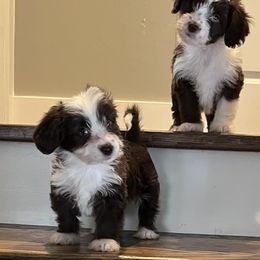 Aussiedoodle Puppies from Kingsden Aussies and doodles
