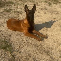 Loki - Fawn male Belgian Malinois puppy in Midway, Georgia from C4MALINOIS