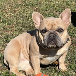 French Bulldogs from Oregon Frenchie Paradise