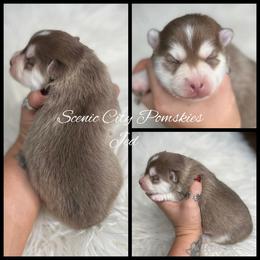 Jed - Red and white male Pomsky puppy in Rossville, Georgia from Scenic City Pomskies