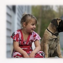 Bullmastiff Puppies from Amulet Bullmastiffs