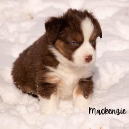 Mackenzie - Red tri female Miniature Australian Shepherd puppy in Blackfoot, Idaho from Bellewynd Acres