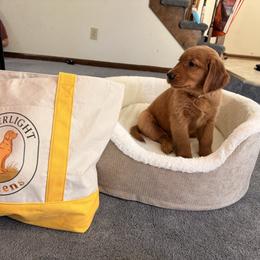 Yellow Collar - Dark golden female Golden Retriever puppy in Chesapeake, Virginia from AmberLight Goldens