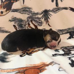 Sally - Black and tan female Pembroke Welsh Corgi puppy in Hillsville, Virginia from Bonderosa Kennels
