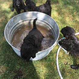 Portuguese Water Dog Puppies from McKnights PWDs