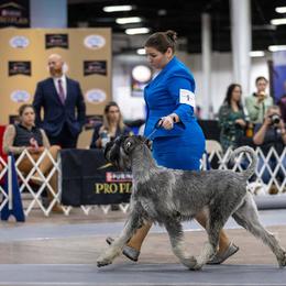 Quincy - Giant Schnauzer