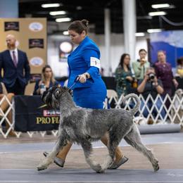 Quincy - Giant Schnauzer