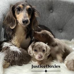 BerriBear - Dachshund