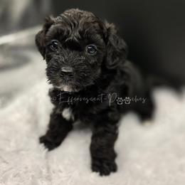 Edward - Black male Yorkipoo puppy in Coolidge, Arizona from Effervescent-Pooches
