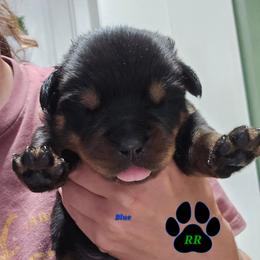Blue - Black and mahogany male Rottweiler puppy in Tangent, Oregon from Raya's Royals