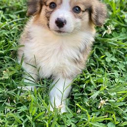 American Corgi and Pembroke Welsh Corgi Puppies from Parker Corgis