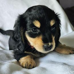 Black and Cream Female (Pink) - Black and cream female Dachshund puppy in Parkersburg, West Virginia from Bourbon Barrel Ridge Doxies