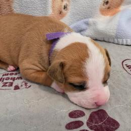 Female A - Red female American Pit Bull Terrier puppy in Pensacola, Florida from Alpha Alliance Kennels