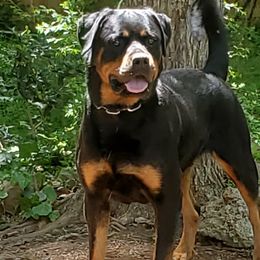 Hadassah  - Rottweiler