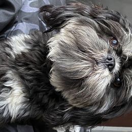 Aurora  - Shih Tzu