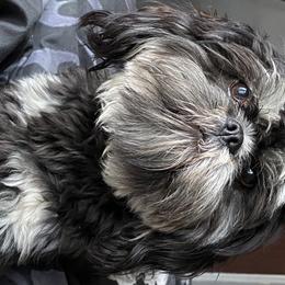 Aurora  - Shih Tzu