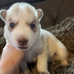 Siberian Huskies from Rhea Pups