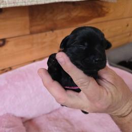 Girl 2 - Parti female Yorkshire Terrier puppy in Mountain Grove, Missouri from Precious Puppies