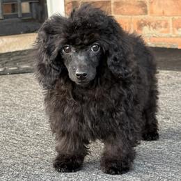 Jets - Black female Poodle puppy in Southfield, Michigan from Standard Hearts