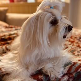 Maltese from MiaMiaMaltese Colorado