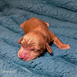 Marigold - Buff female Cockapoo puppy in Sunset, Louisiana from Cano Cockapoos