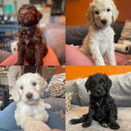 Goldendoodle Puppies from Fluff Puff Doodles