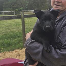 Berend Vom Haus Atreus - Black male German Shepherd puppy in Waldorf, Maryland from Haus Atreus German Shepherds
