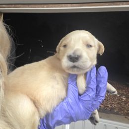Aspen - Golden male Golden Retriever puppy in Greenbrier, Tennessee from Glambleberry Goldens