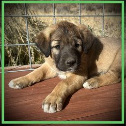 Green - Fawn male Anatolian Shepherd Dog puppy in Clark, Wyoming from Fyne Acres
