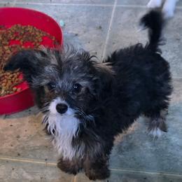 Felix - Fawn male Companion Cross puppy in Grand Saline, Texas from Oldfield Outdoors