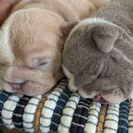 Bulldog Puppies from M-151 Bulldogs