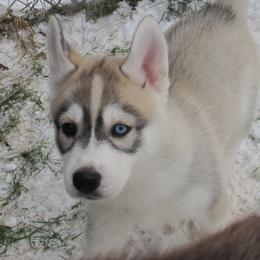 Ren - Gray and white female Siberian Husky puppy in Middlebury, Vermont from Rebel Huskys