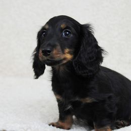 Dachshund Puppies from J-Lyn