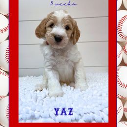 YAZ - Parti male Goldendoodle puppy in North Conway, New Hampshire from Arbor Grace Doodles