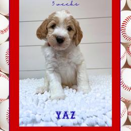 YAZ - Parti male Goldendoodle puppy in North Conway, New Hampshire from Arbor Grace Doodles