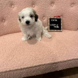 Enya - White Coton de Tulear puppy in Surprise, Arizona from Lizzy’s Tribe