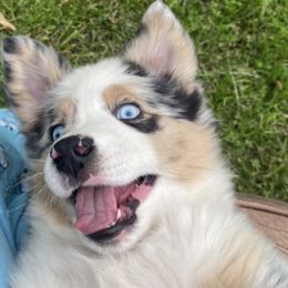 Miniature Australian Shepherds from HJG Mini Aussies