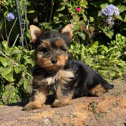 Boulder - Black and gold male Yorkshire Terrier puppy in Taylorsville, North Carolina from SilverLining highlands and hounds