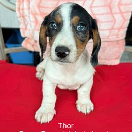 Boy 1 - Black and tan male Dachshund puppy in Lexington, Oklahoma from Terry's Dachshunds (BooneDox Mini Dachshunds)