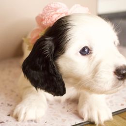 Macadamia - Piebald female Dachshund puppy in North Reading, Massachusetts from The Well Tempered Dachshund
