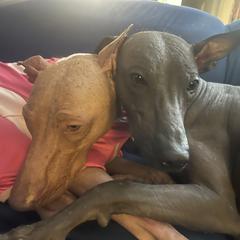"Cuddle buddies " Peruvian Inca Orchid All Grown Up from Calypso Kennel