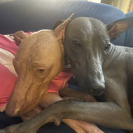 "Cuddle buddies " Peruvian Inca Orchid All Grown Up from Calypso Kennel