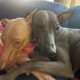 "Cuddle buddies " Peruvian Inca Orchid All Grown Up from Calypso Kennel
